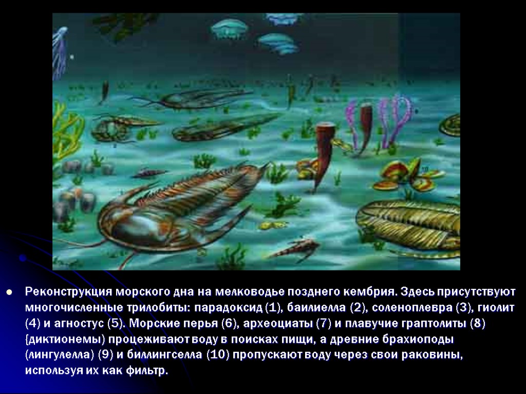 Реконструкция морского дна на мелководье позднего кембрия. Здесь присутствуют многочисленные трилобиты: парадоксид (1), баилиелла